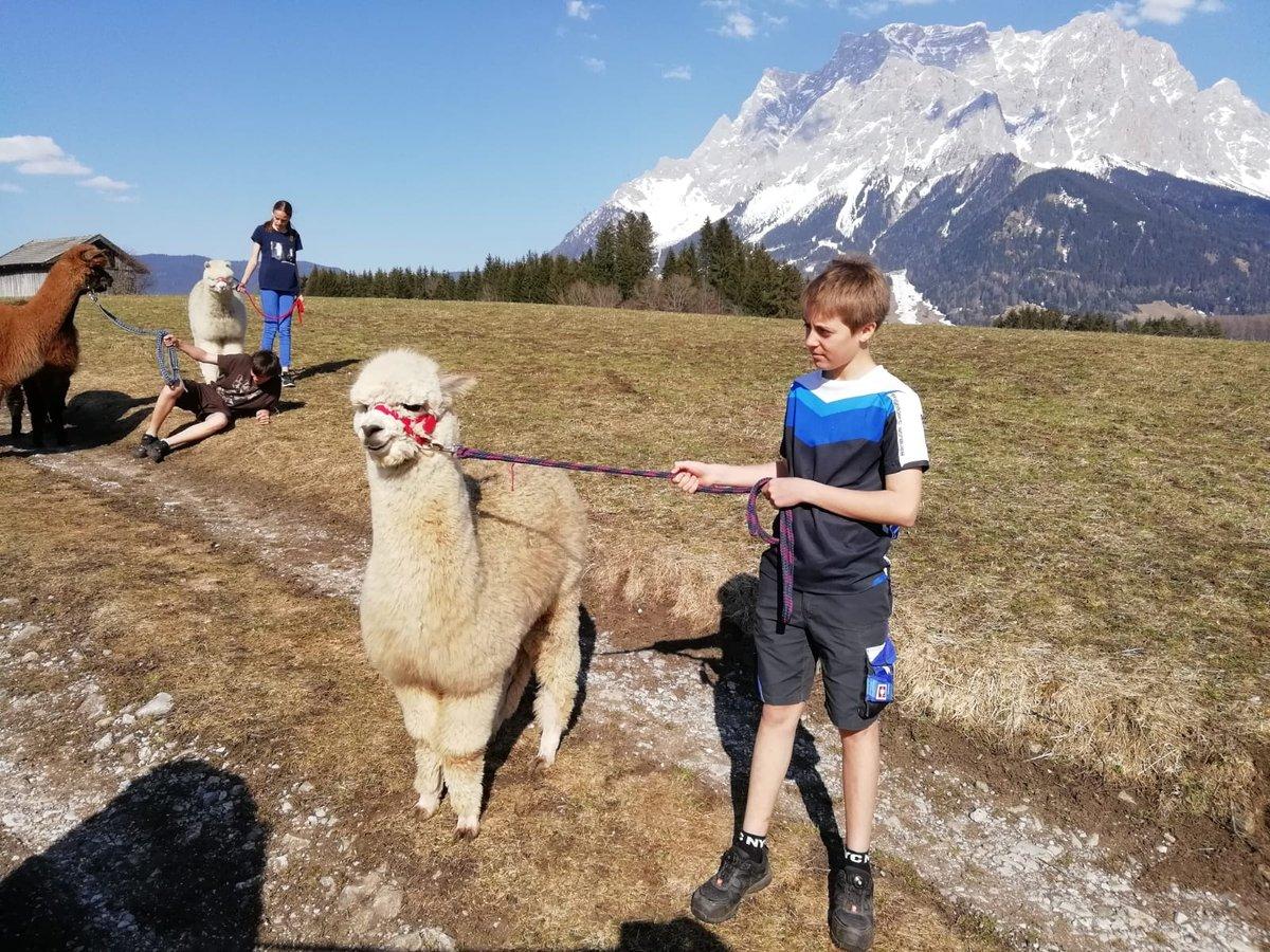 Alpaka-Spaziergang in Tirol