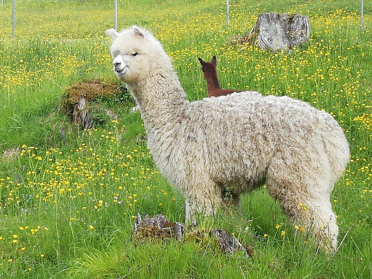 Alpakawolle in verschiedenen Naturfarben