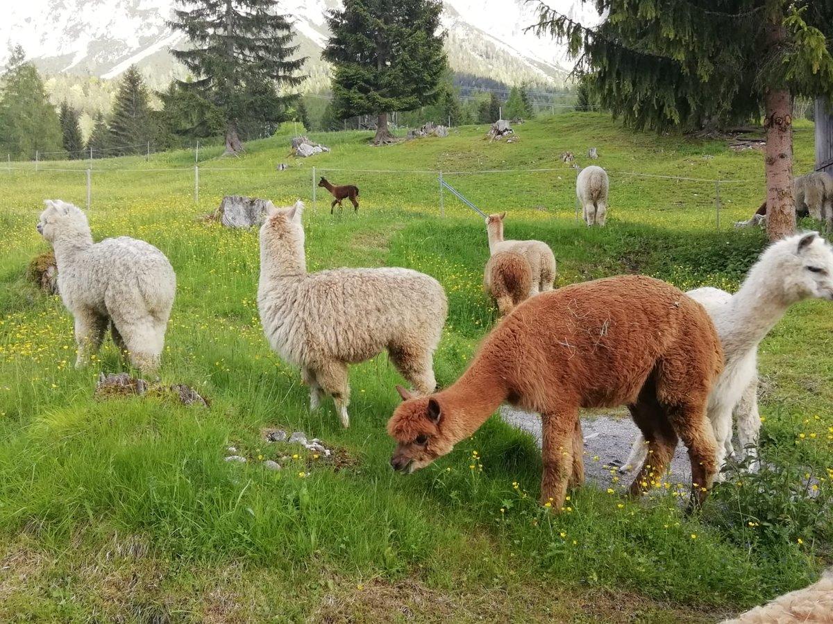 Alpaka auf der Weide – robustes Tier aus den Anden