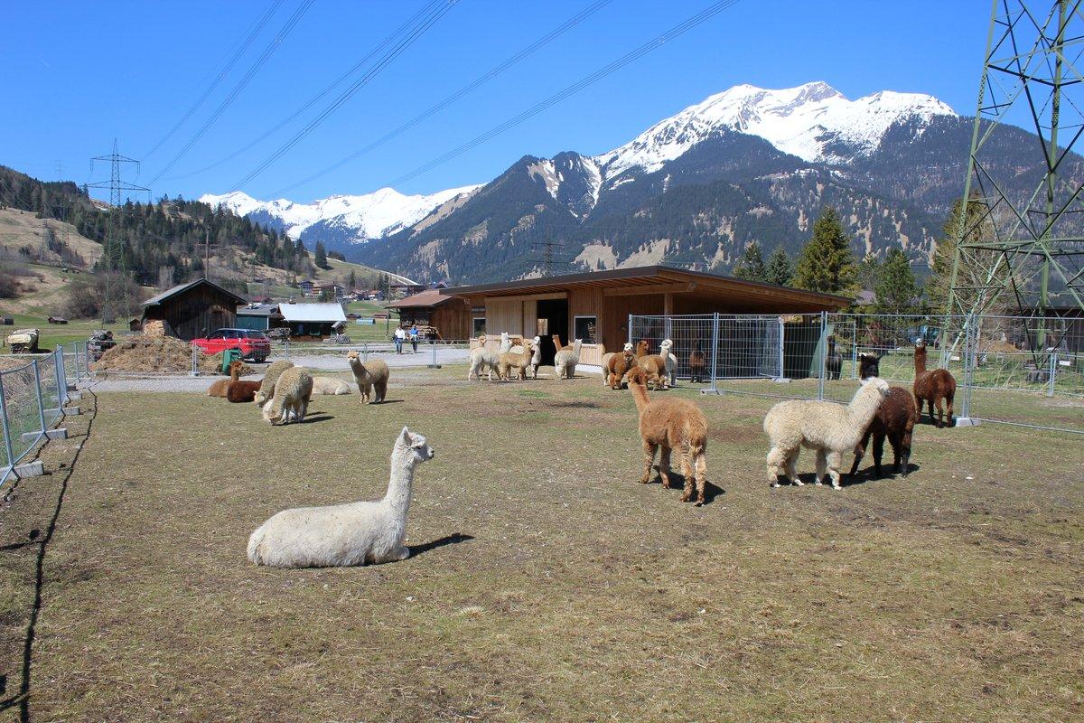 Alpaka in Tiroler Berglandschaft