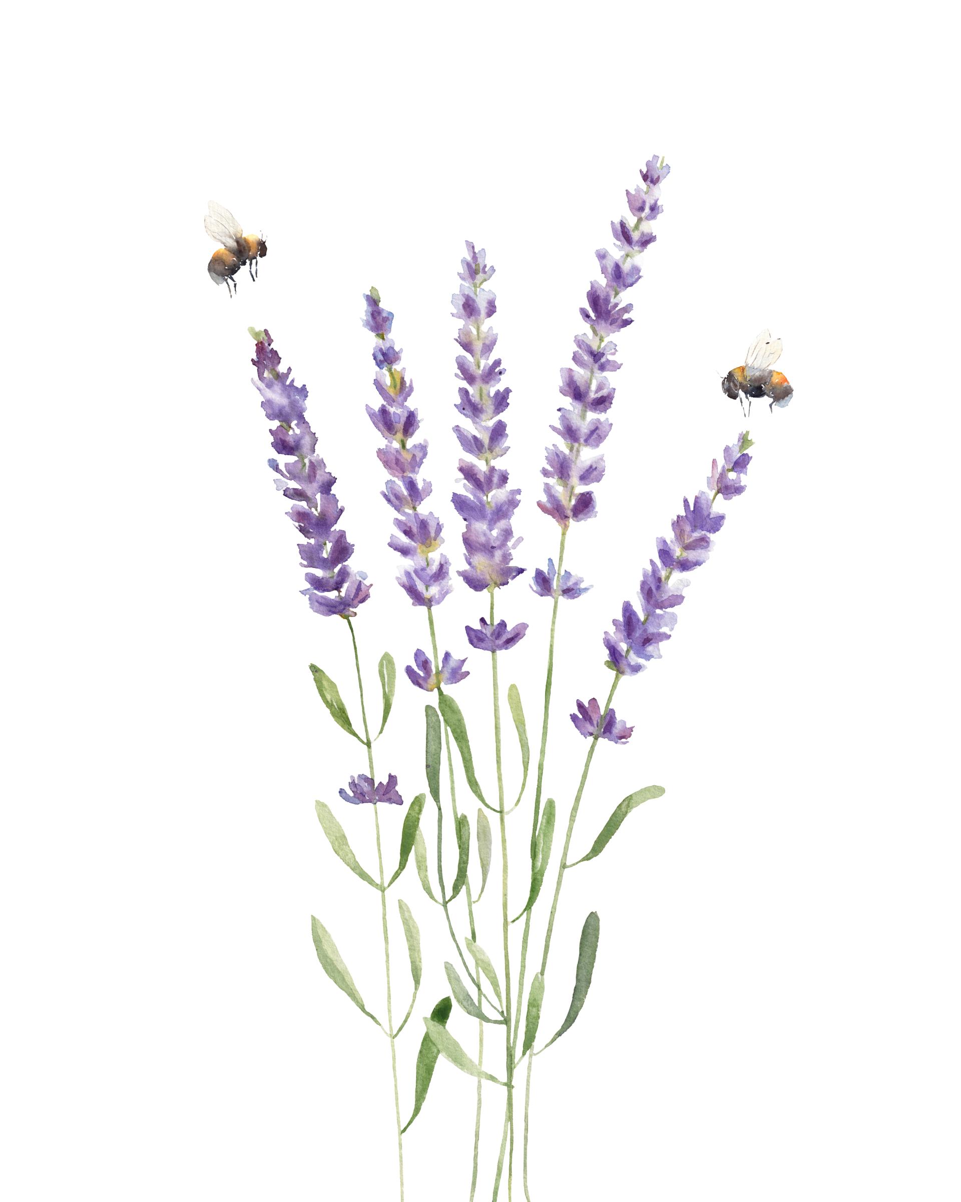 Zimmer Lavendel