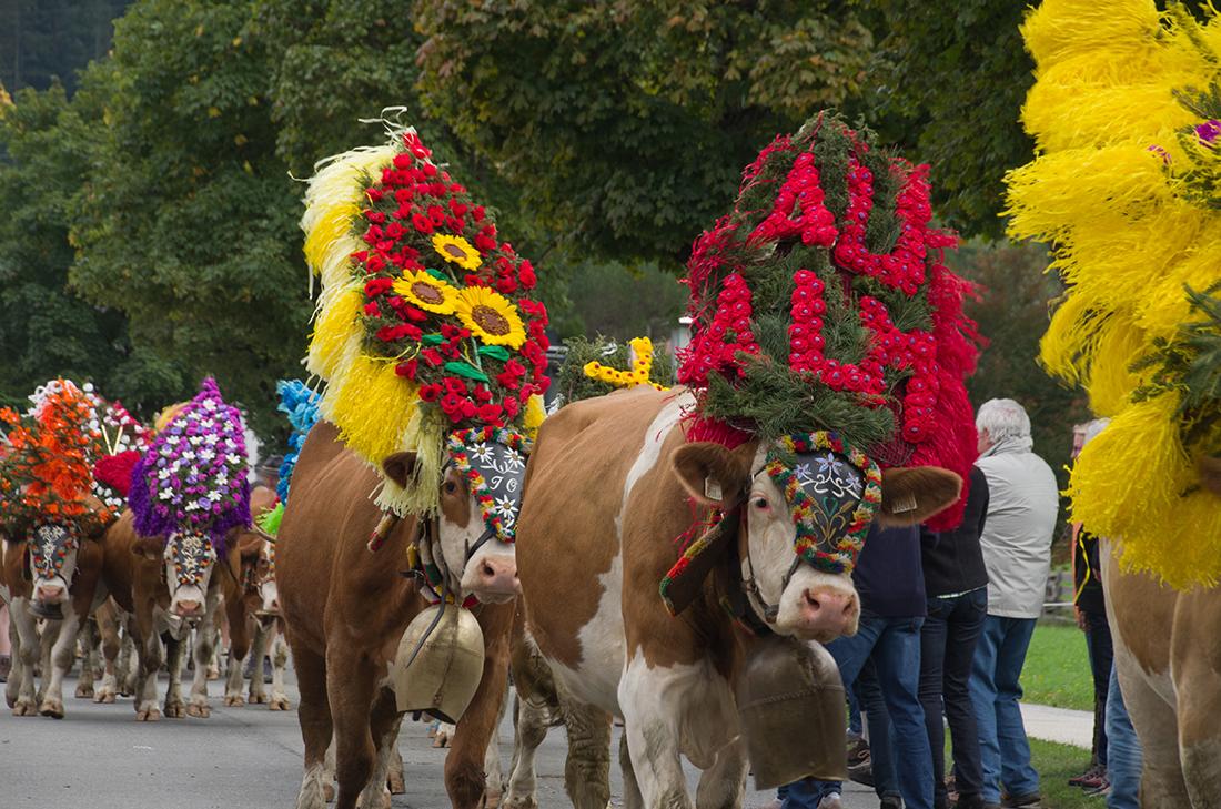 Almabtrieb Söll