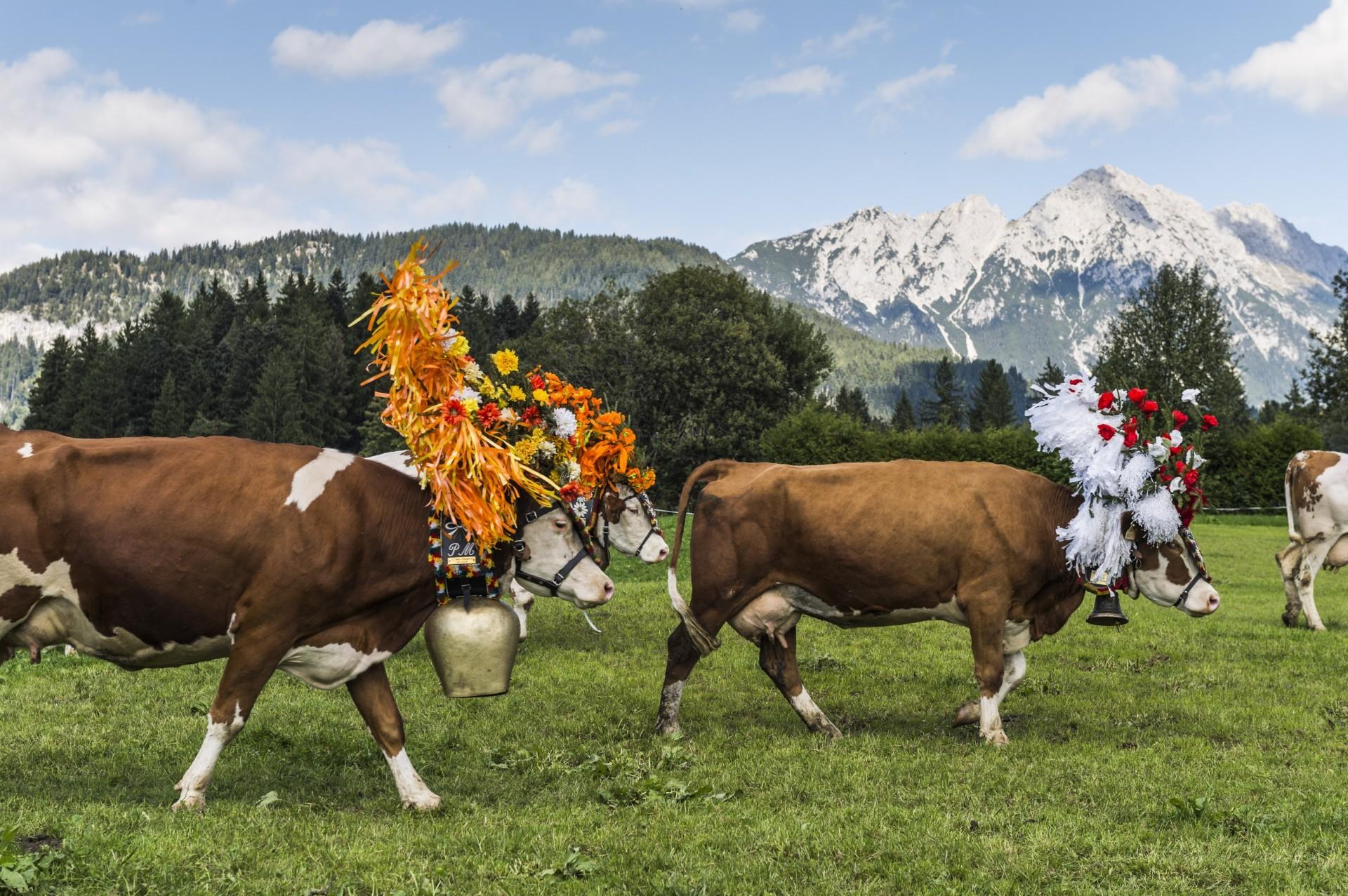 Almabtrieb S&ouml;ll