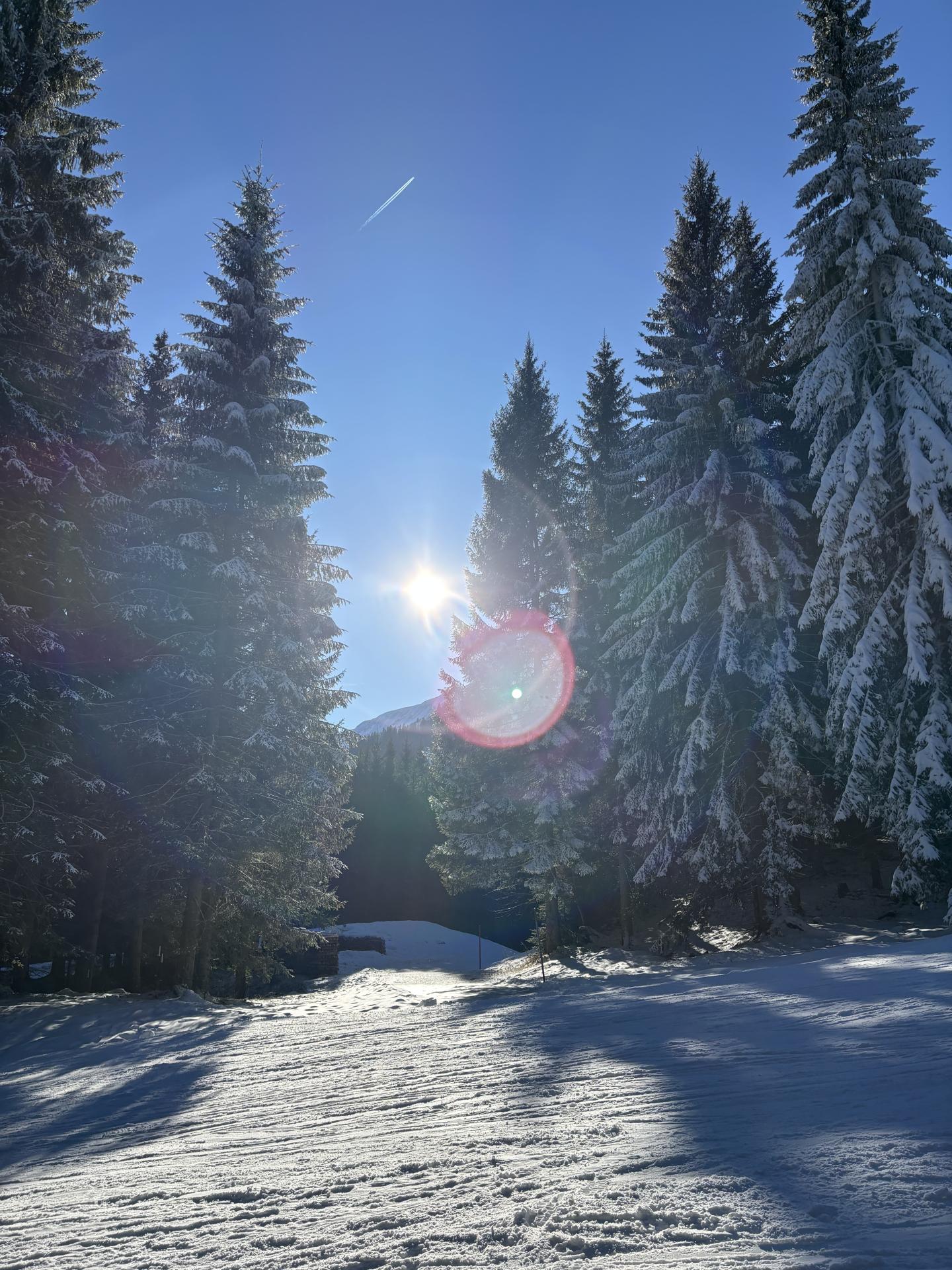 Sonne im verschneiten Wald
