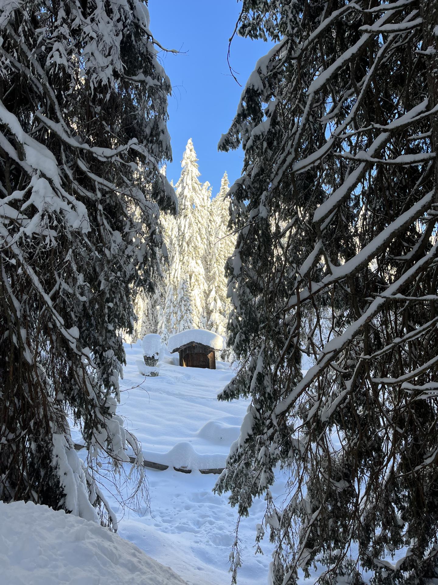 Verschneiter Wald