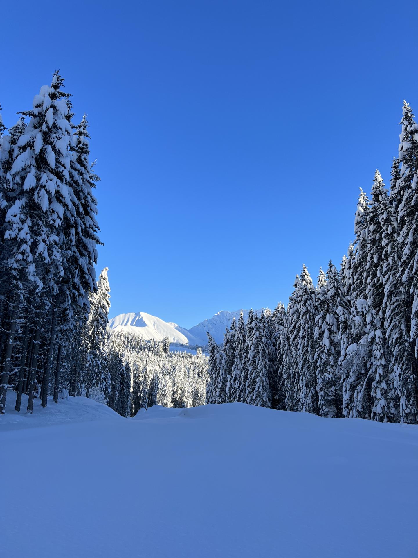 Winterwald unter blauem Himmel