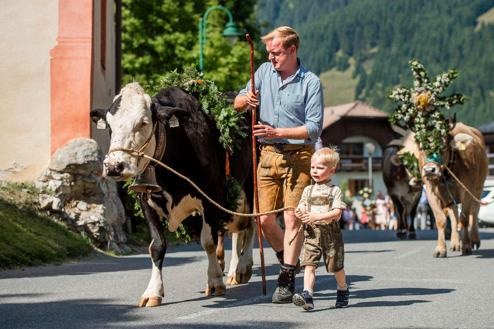 Geschm&uuml;ckte K&uuml;he beim Almabtrieb