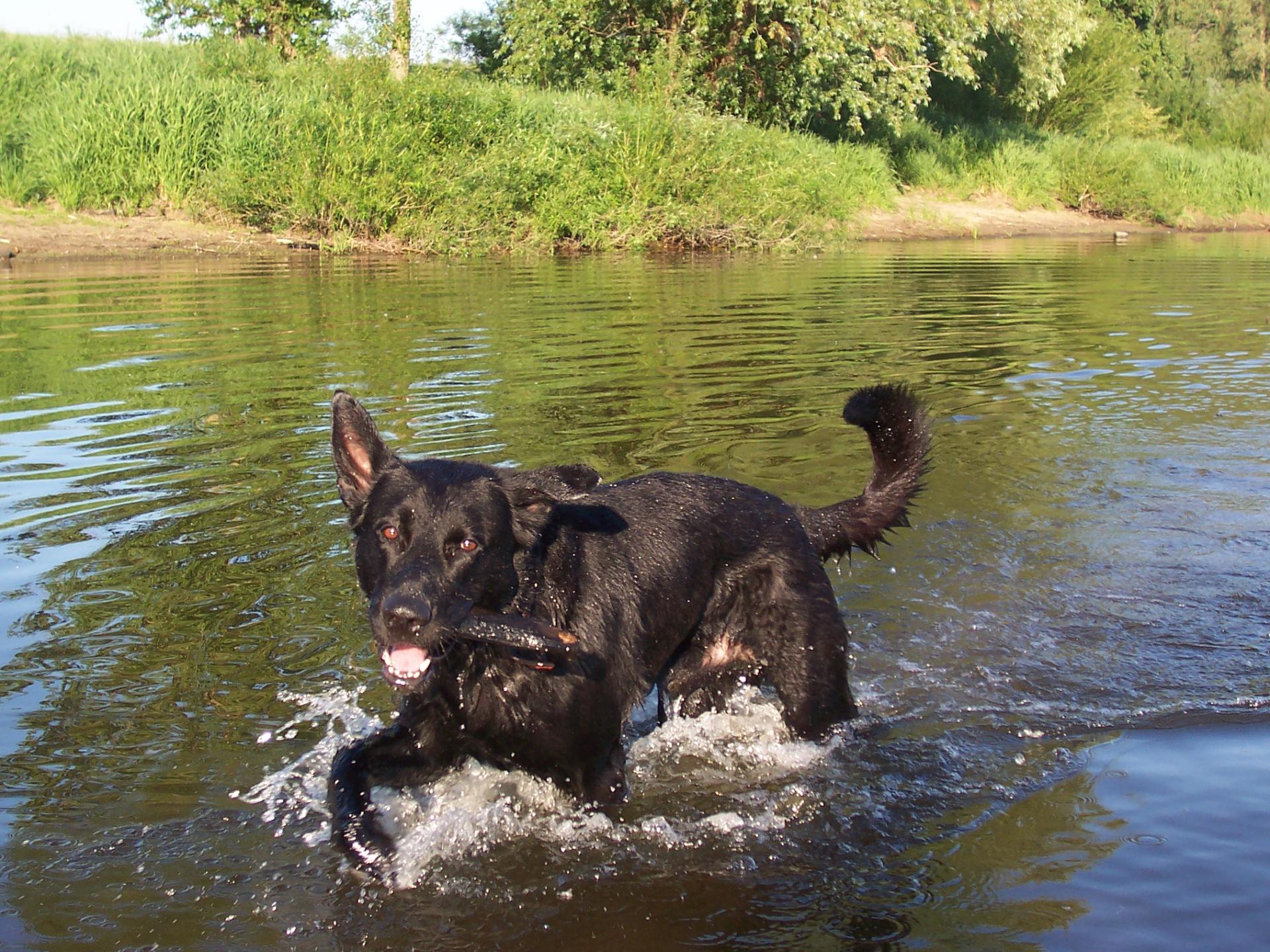 Hund beim Baden